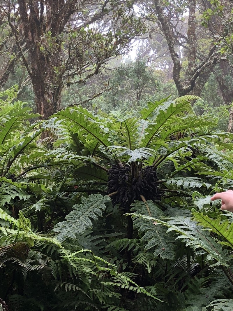 Prickly Cyanea