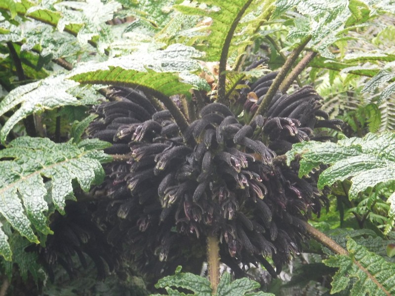 Prickly Cyanea photo 2