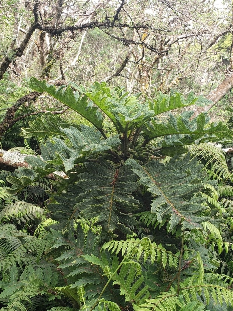 Prickly Cyanea photo 3