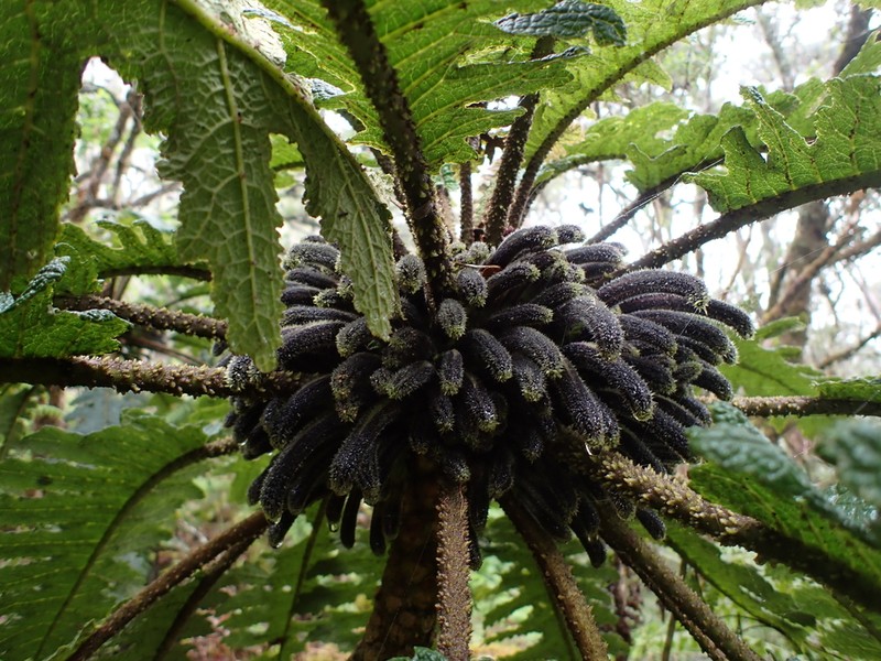 Prickly Cyanea photo 4