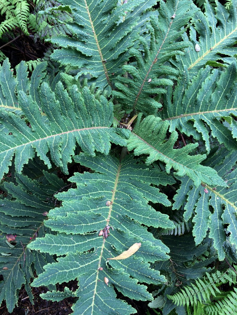 Prickly Cyanea photo 5