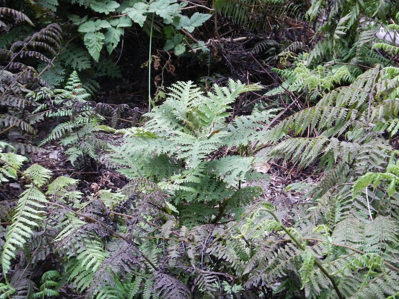 Prickly Cyanea photo 6