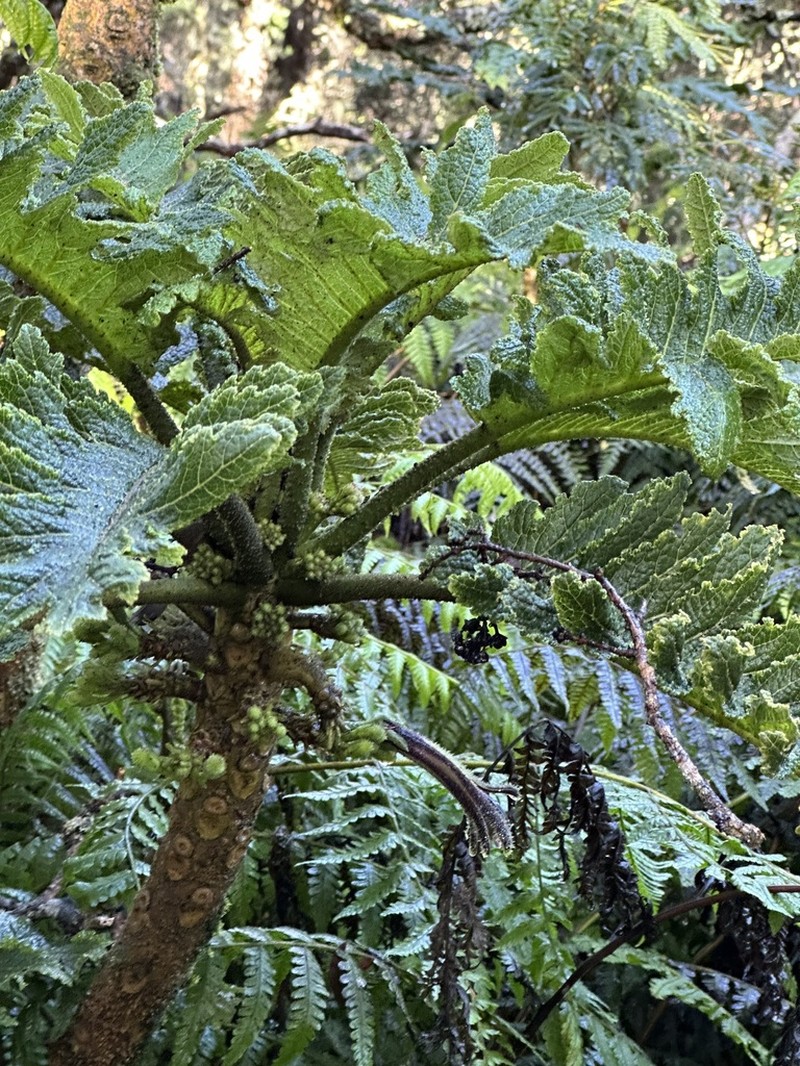 Prickly Cyanea photo 7