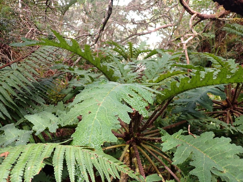 Prickly Cyanea photo 8