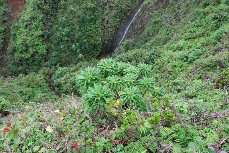 Spoonleaf Cyanea photo 2