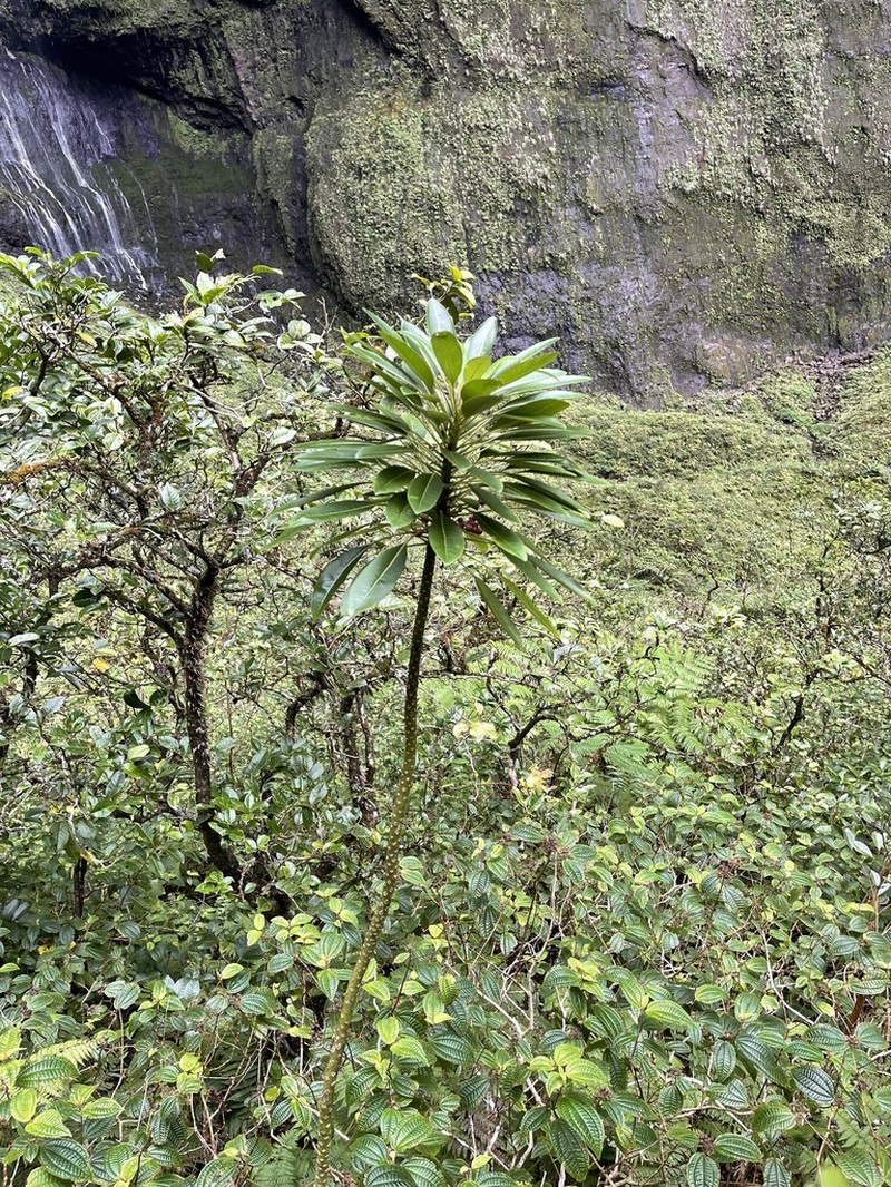 Spoonleaf Cyanea photo 4