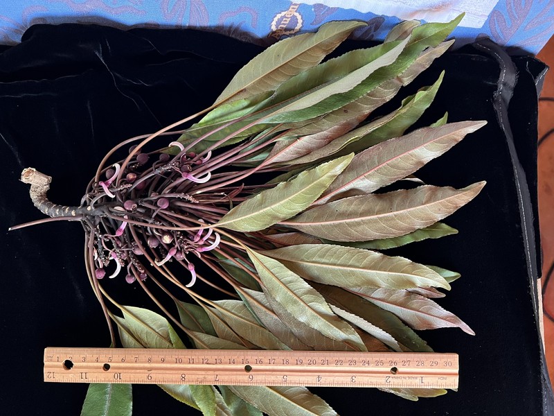 Spoonleaf Cyanea photo 5
