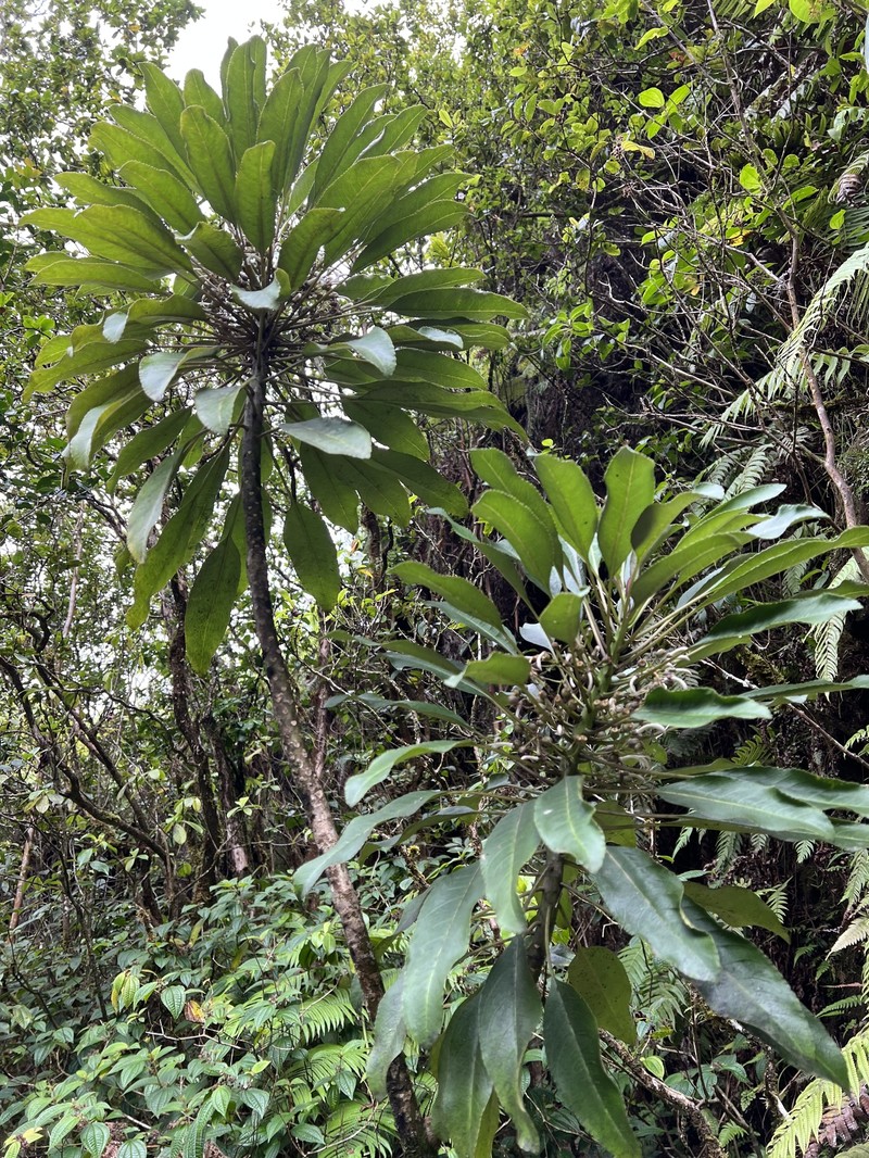 Spoonleaf Cyanea photo 7