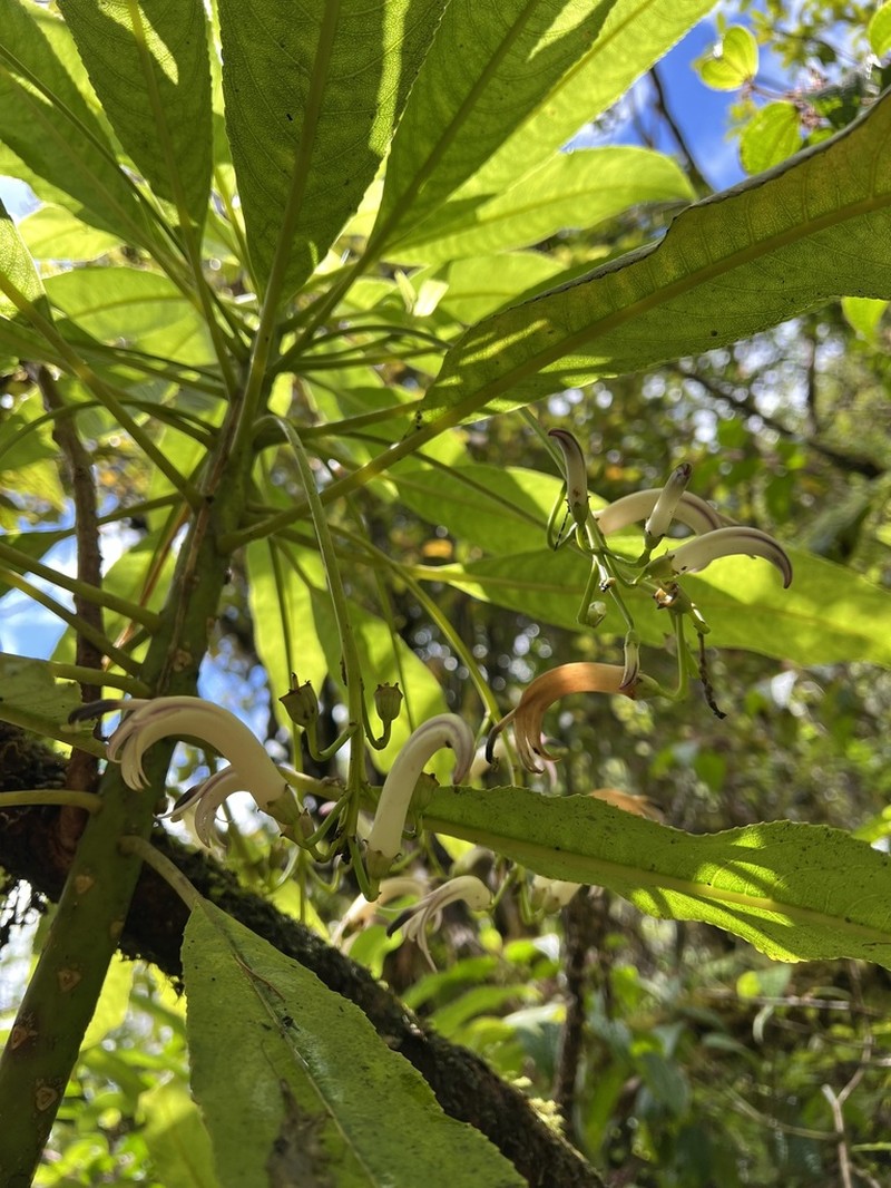Kolekole Cyanea
