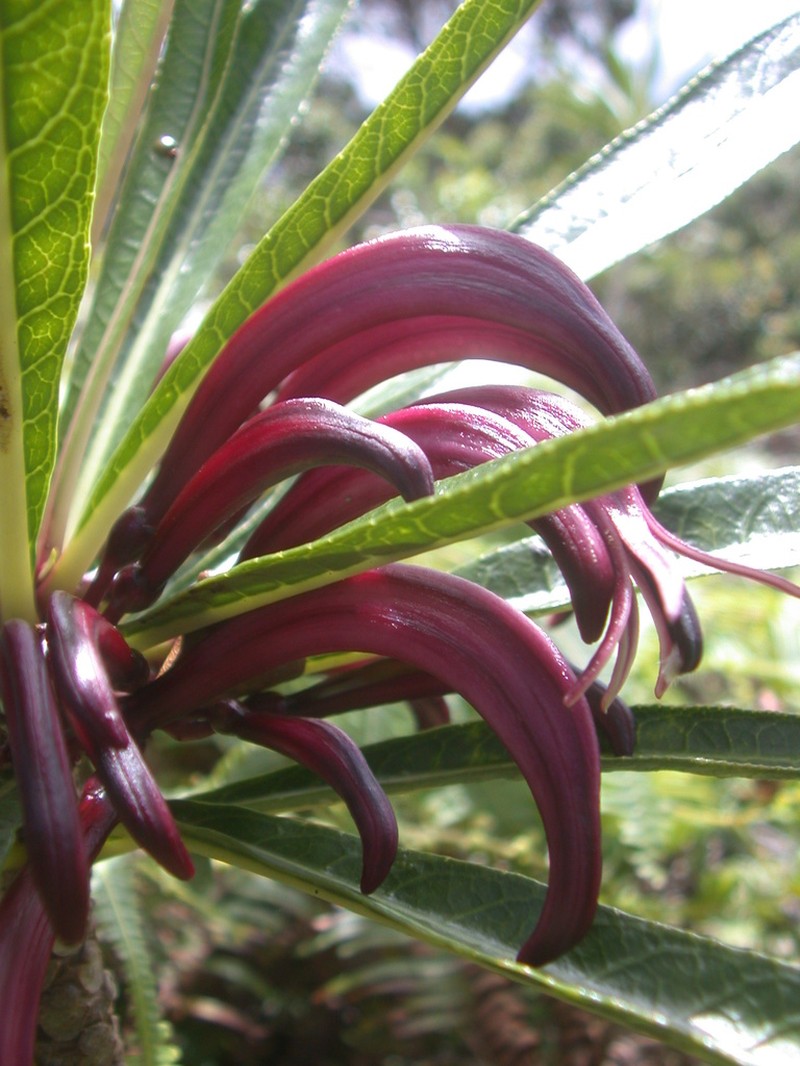 Palolo Valley Rollandia