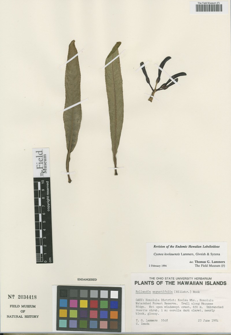 Palolo Valley Rollandia photo 4