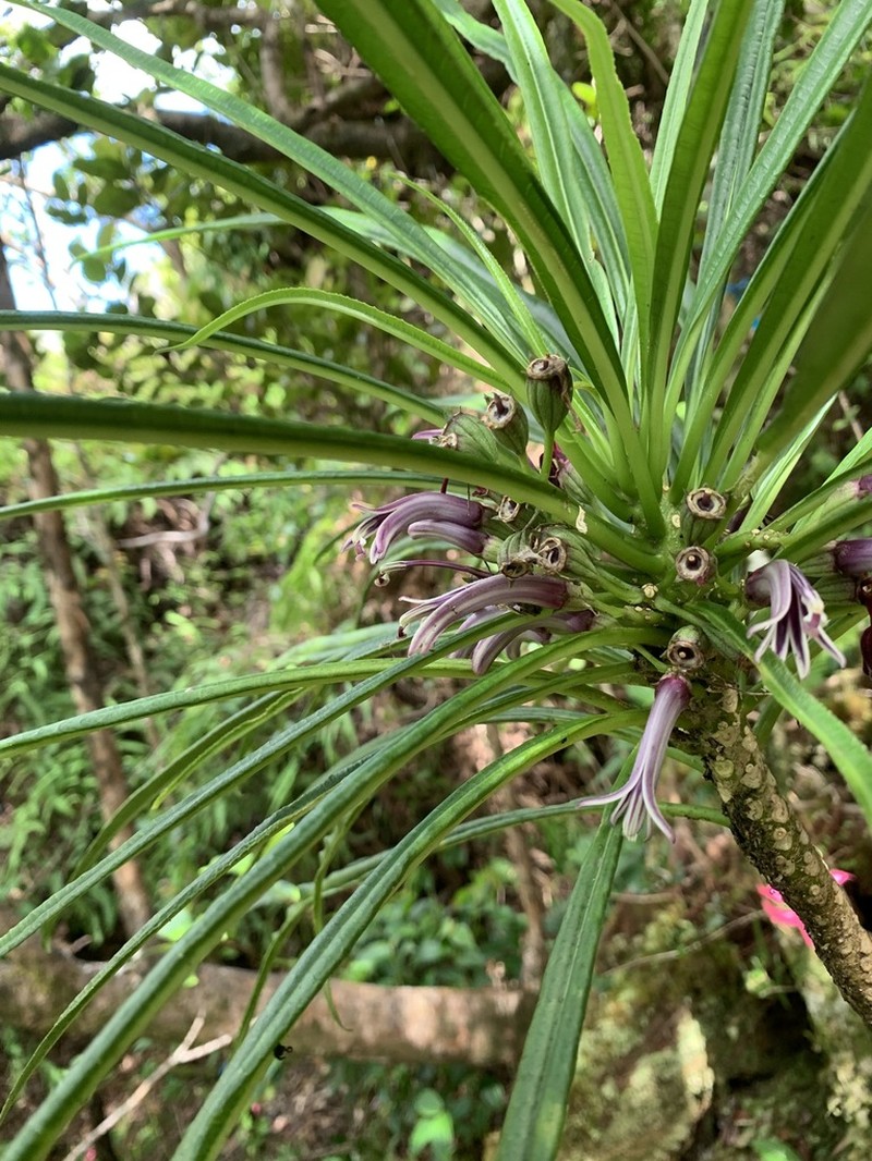 Limahuli Valley Cyanea