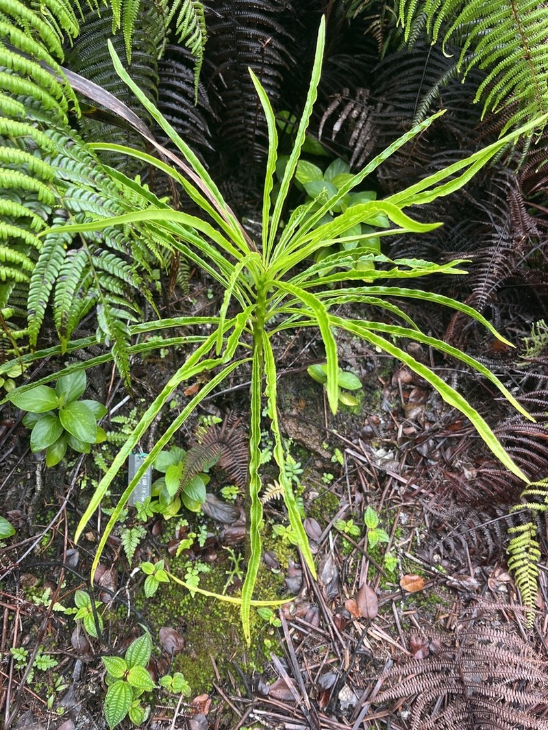 Limahuli Valley Cyanea photo 2