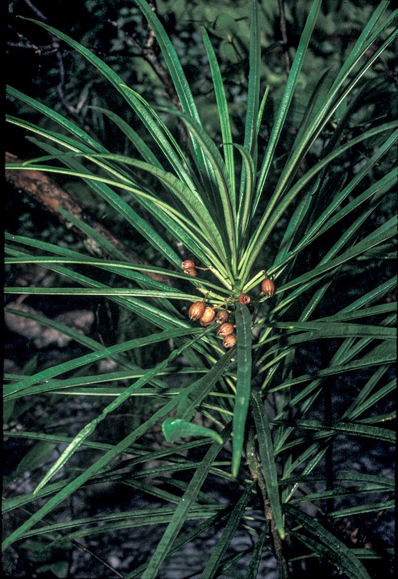 Limahuli Valley Cyanea photo 4