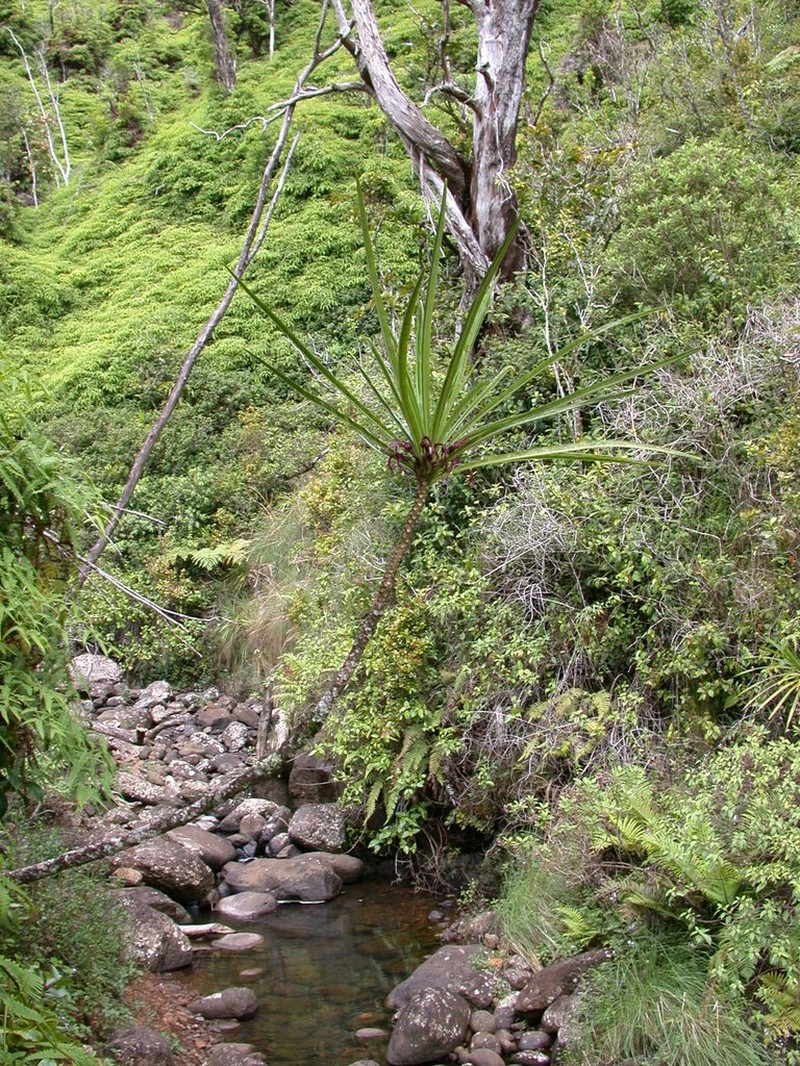 Limahuli Valley Cyanea photo 5