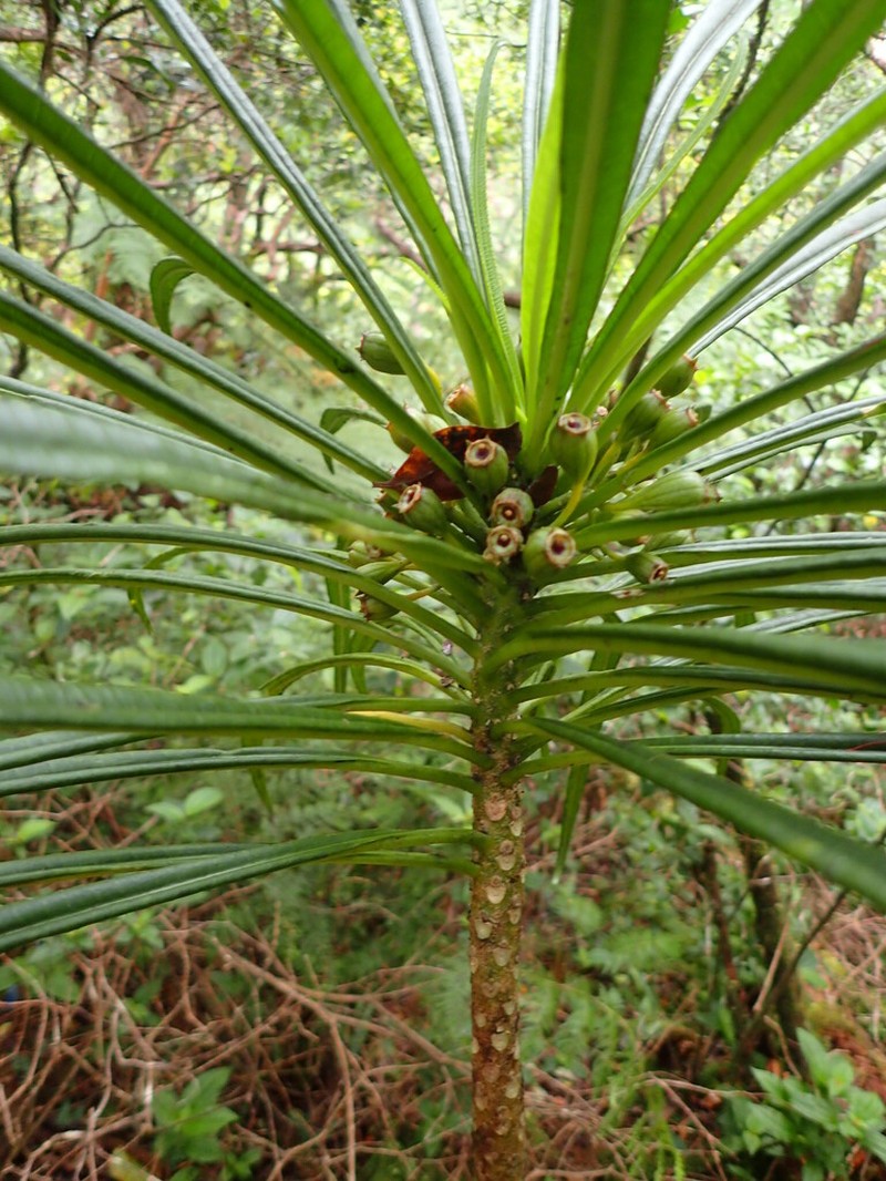 Limahuli Valley Cyanea photo 6
