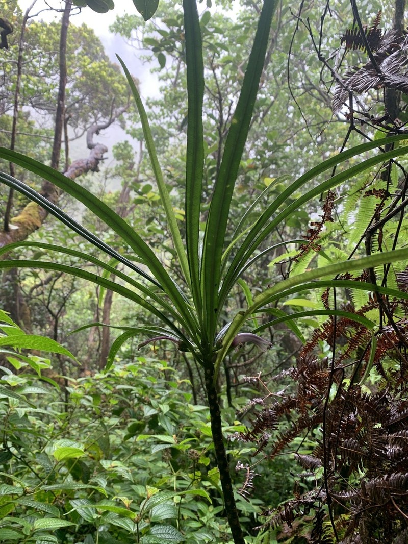 Limahuli Valley Cyanea photo 7