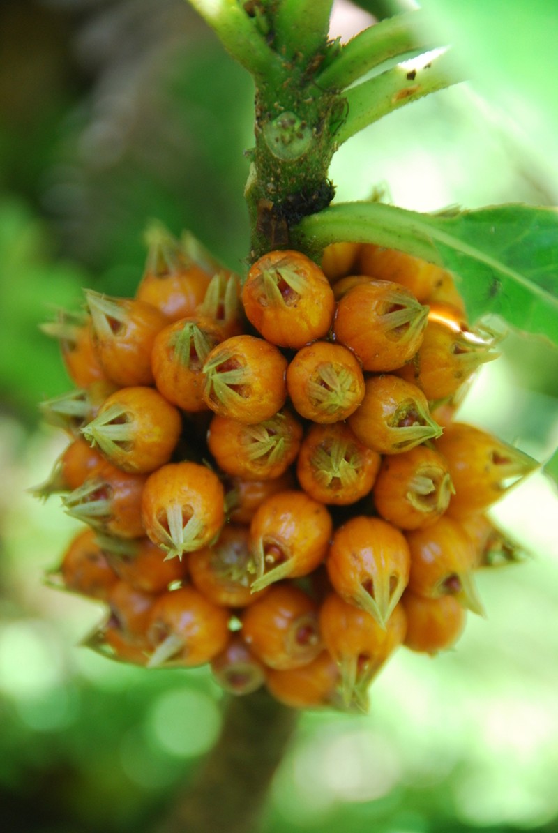Kunth's Cyanea