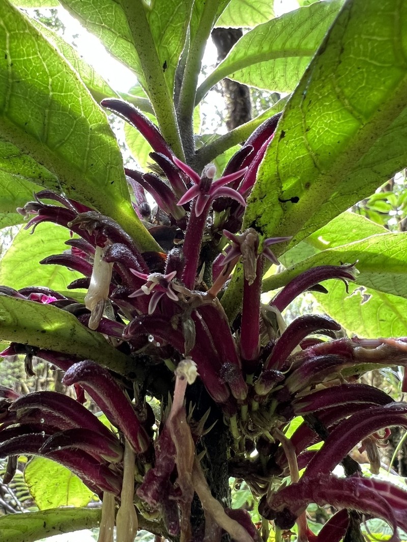 Kunth's Cyanea photo 2