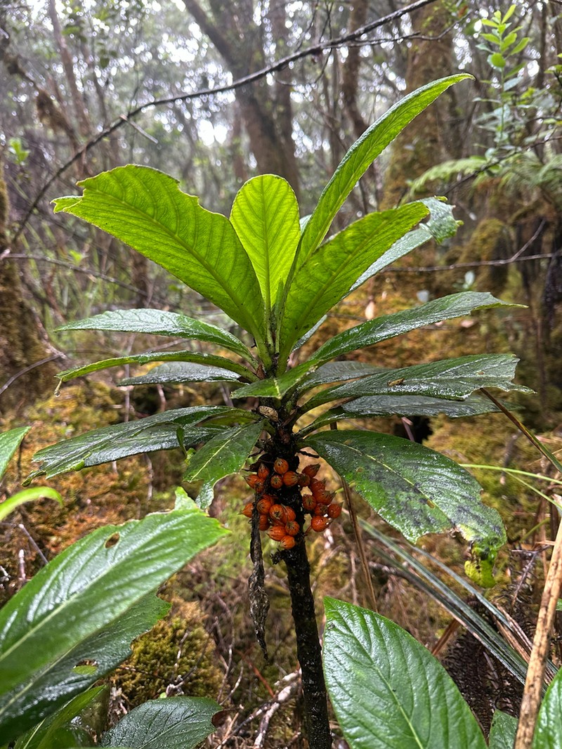 Kunth's Cyanea photo 3