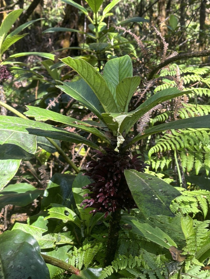 Kunth's Cyanea photo 4