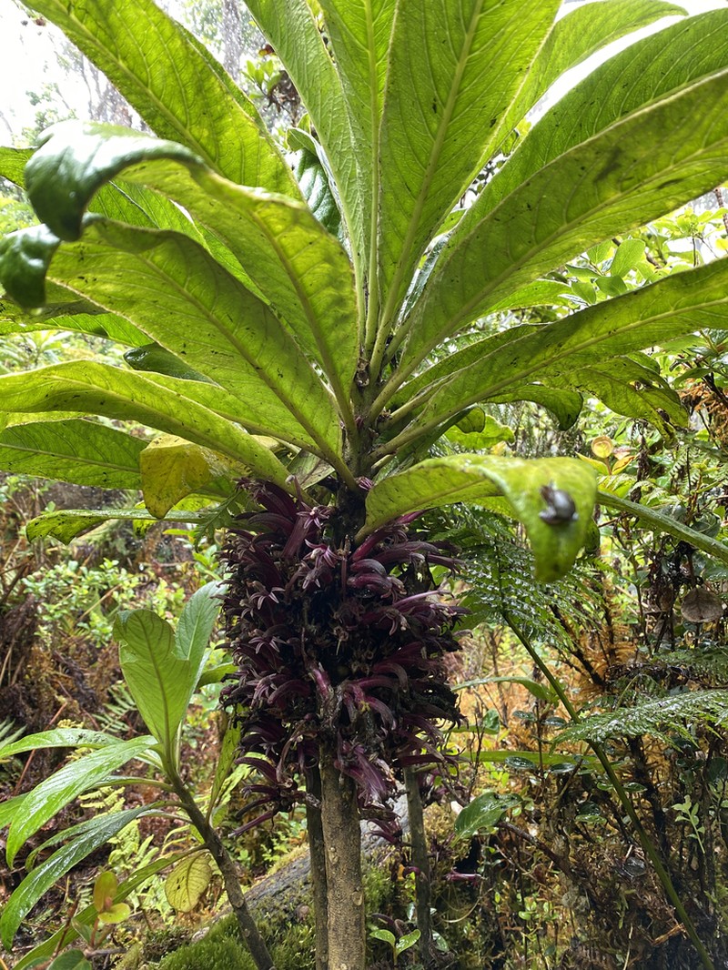 Kunth's Cyanea photo 5