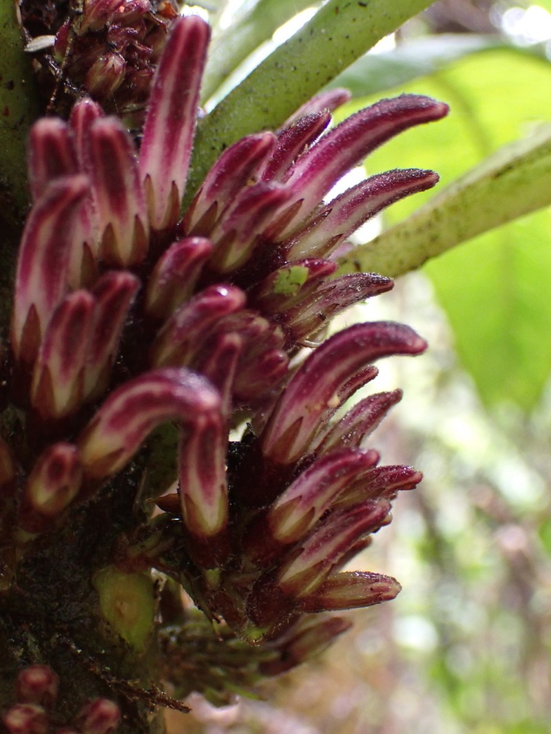 Kunth's Cyanea photo 6