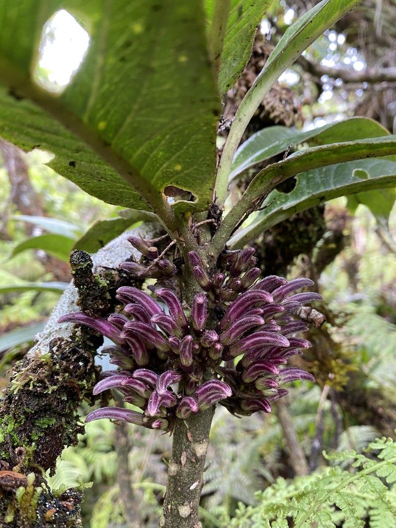 Kunth's Cyanea photo 7