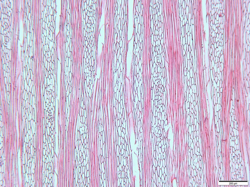 Lanceleaf Cyanea photo 5