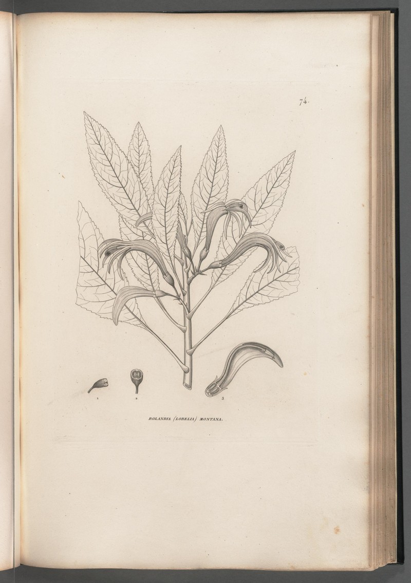 Lanceleaf Cyanea