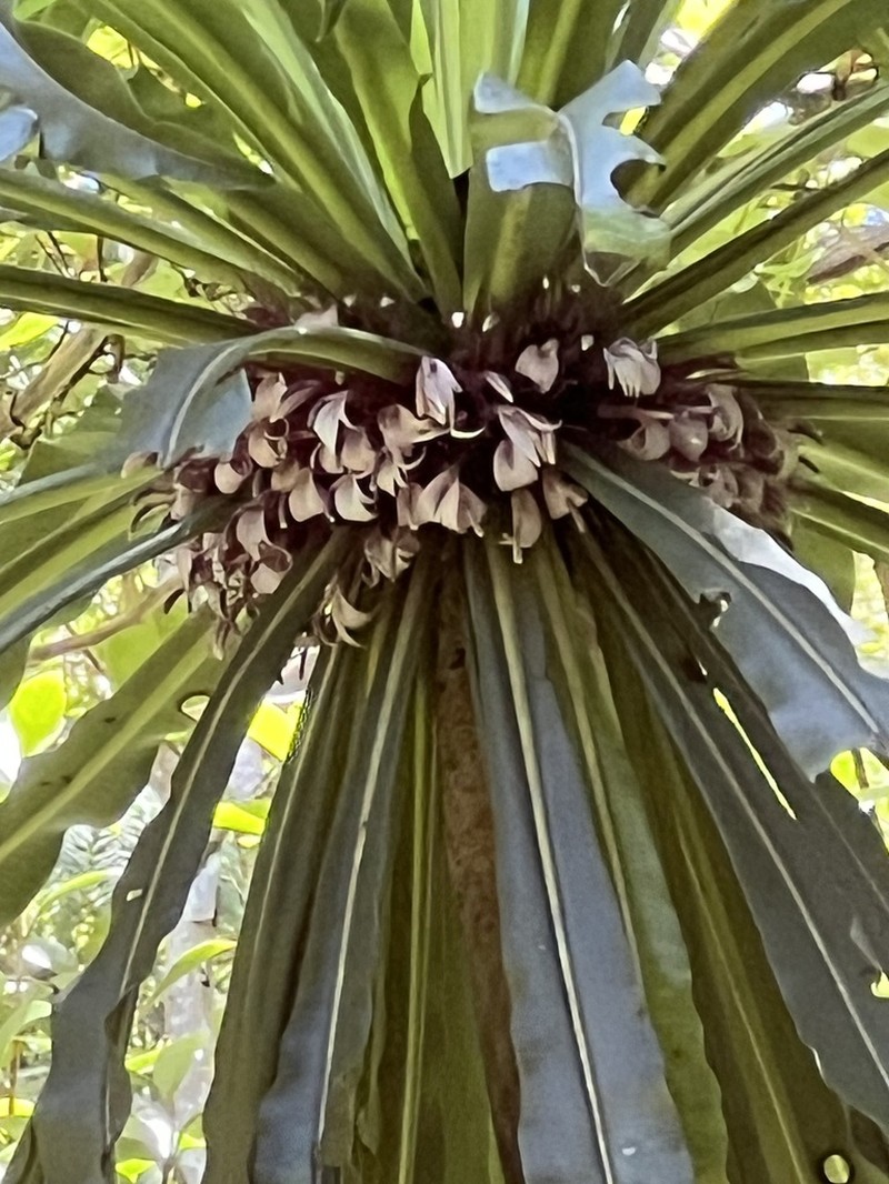 Giant Kokee Cyanea