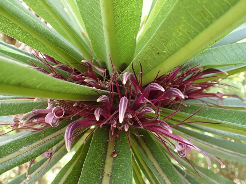 Giant Kokee Cyanea photo 2