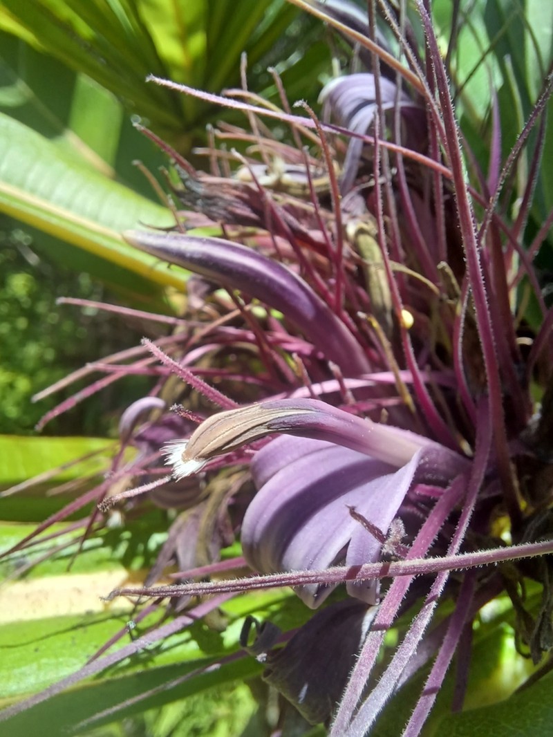 Giant Kokee Cyanea photo 7