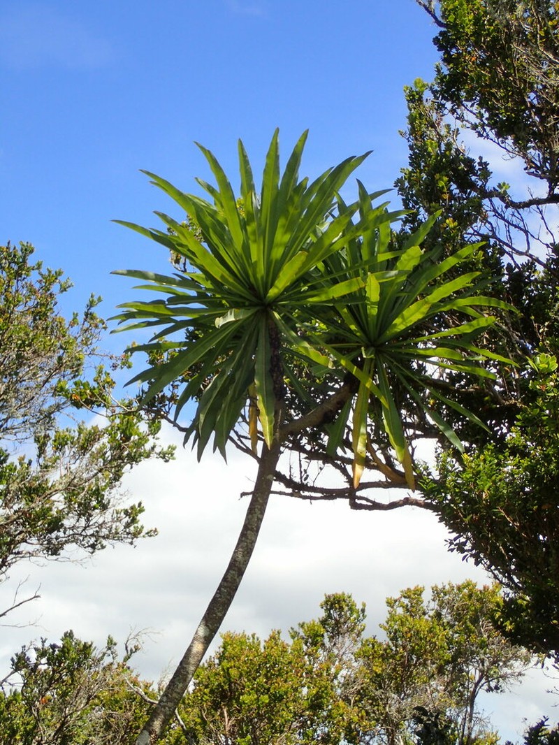 Giant Kokee Cyanea photo 8