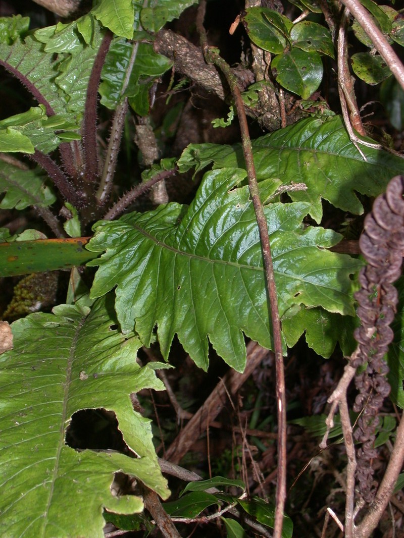 Waihee Valley Cyanea