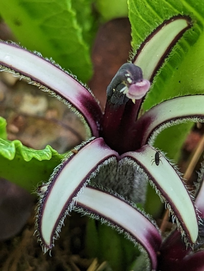 Purple Cyanea photo 6