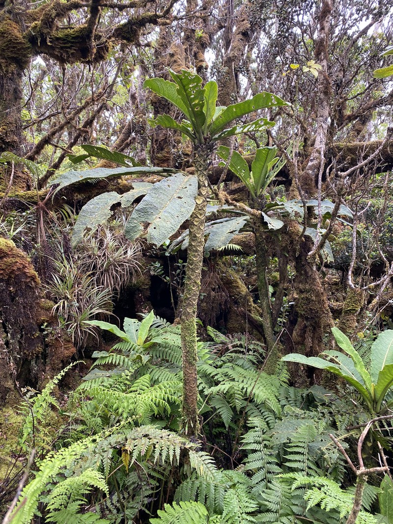 Purple Cyanea photo 7