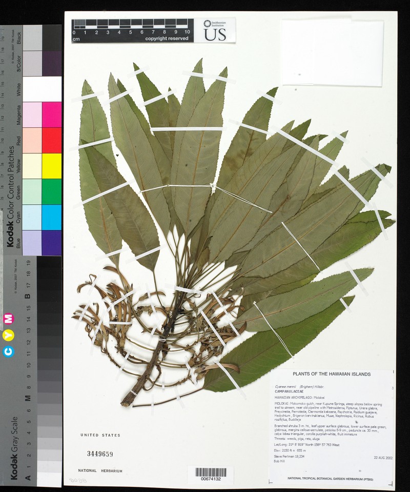 Mann's Cyanea