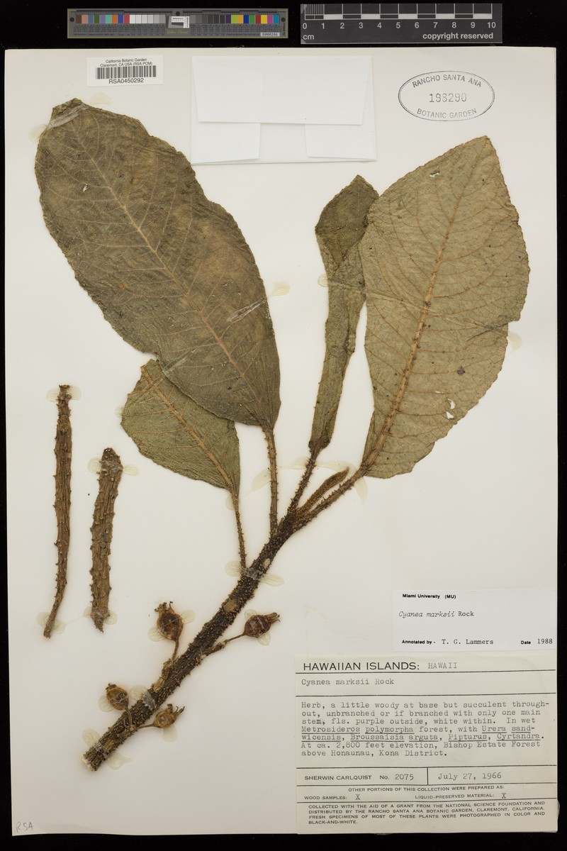 Marks' Cyanea