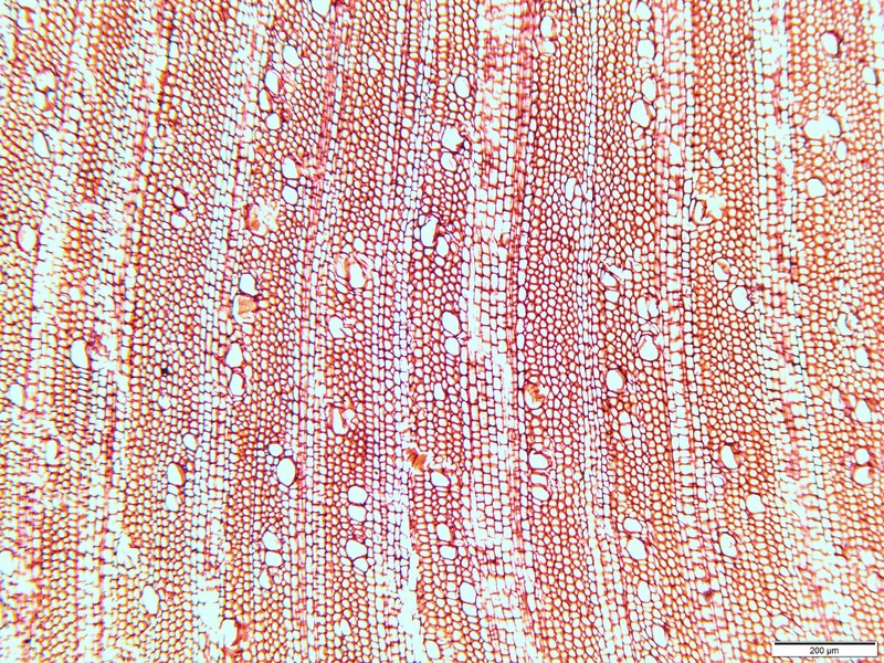 Marks' Cyanea photo 5