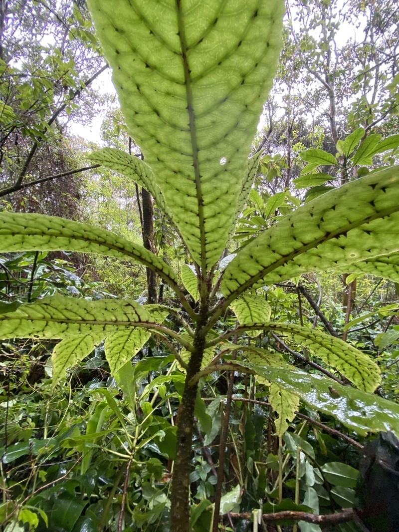 Mceldowney's Cyanea