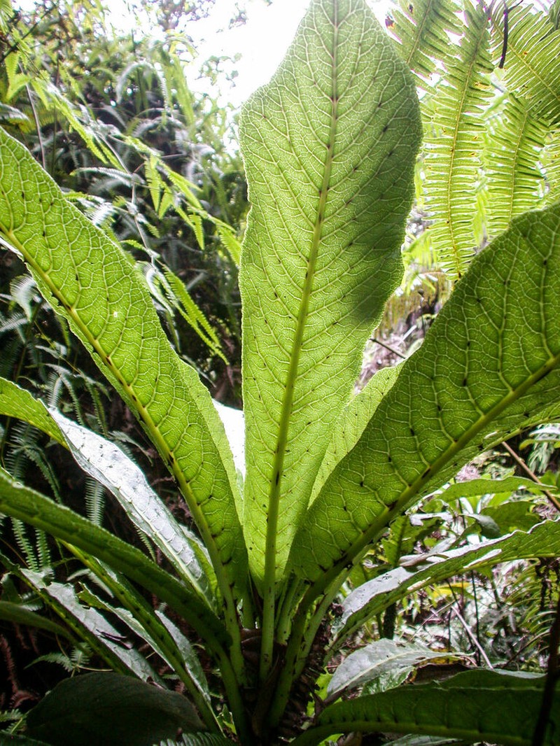 Mceldowney's Cyanea photo 2