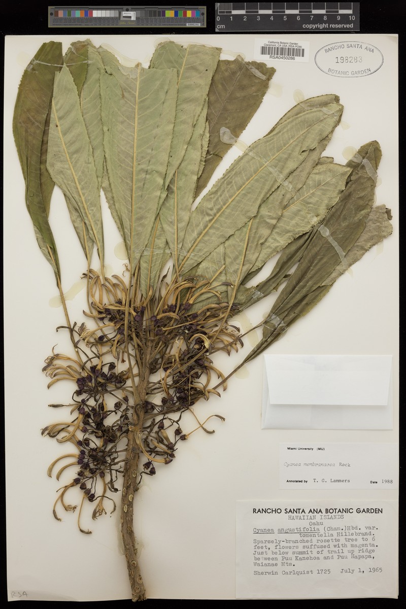 Papery Cyanea
