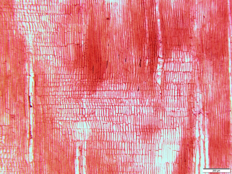 Papery Cyanea photo 3
