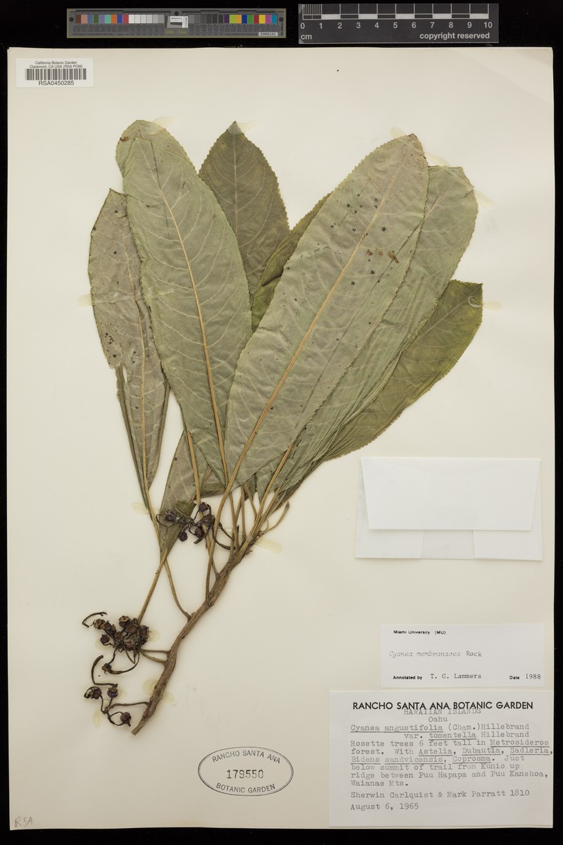 Papery Cyanea photo 4