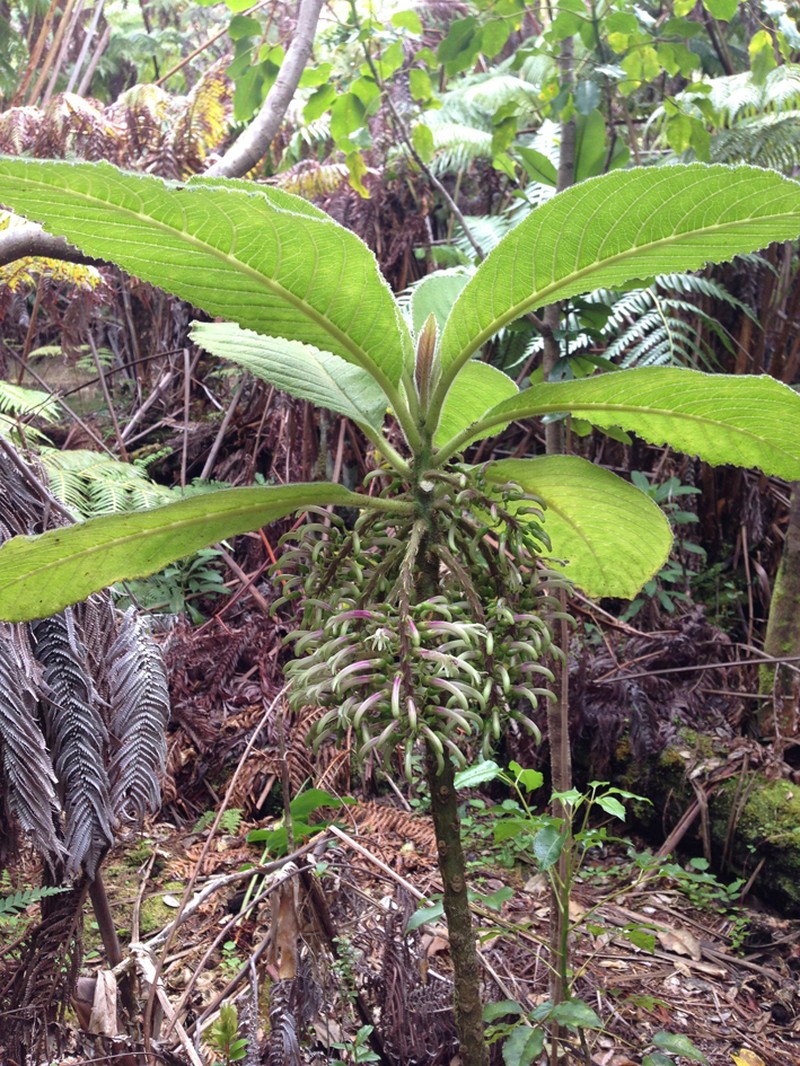 Hairy Cyanea