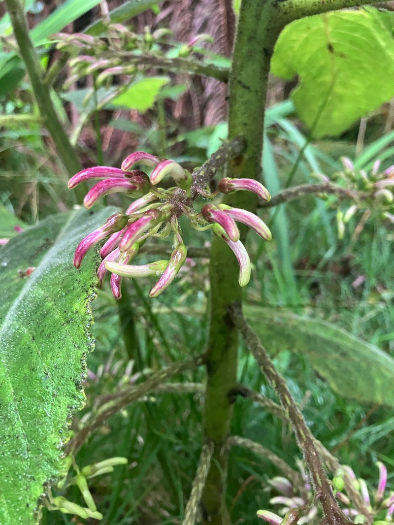Hairy Cyanea photo 3