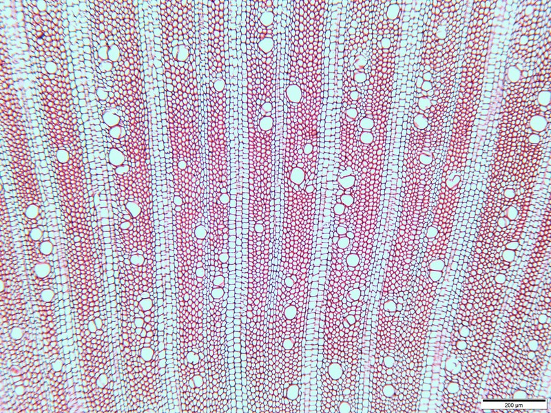 Sharktail Cyanea photo 6