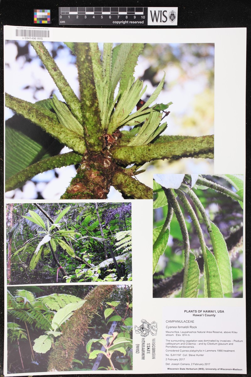 Puna Cyanea