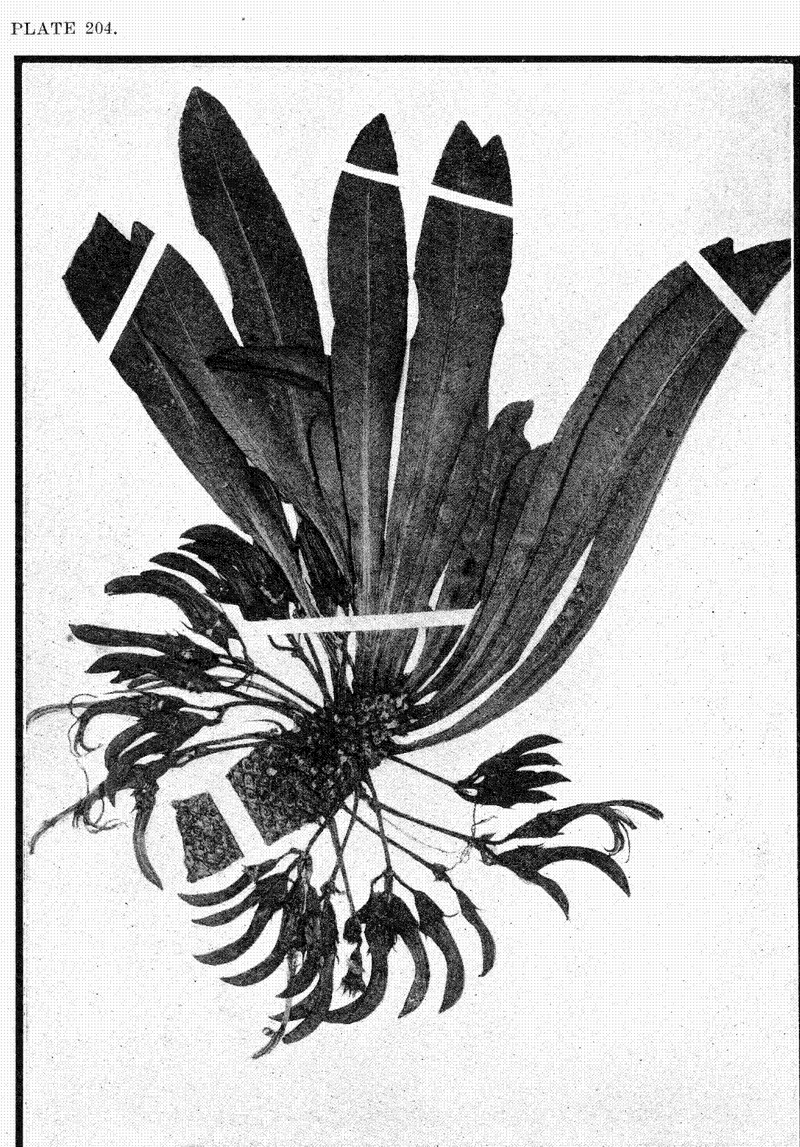 Pohaku Cyanea